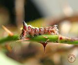 Caterpillar 9Y042D-002